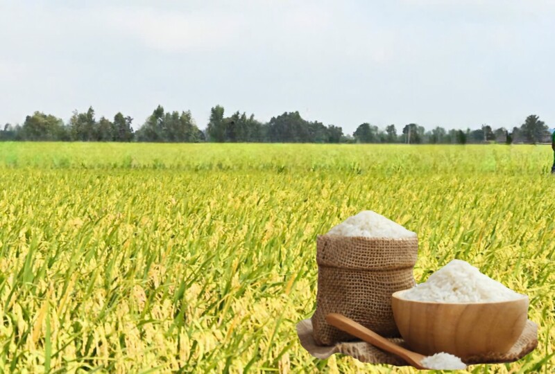 Giá lúa gạo hôm nay ngày 7/5: Gạo nguyên liệu xuất khẩu tiếp đà tăng. Ảnh: Thanh Minh.