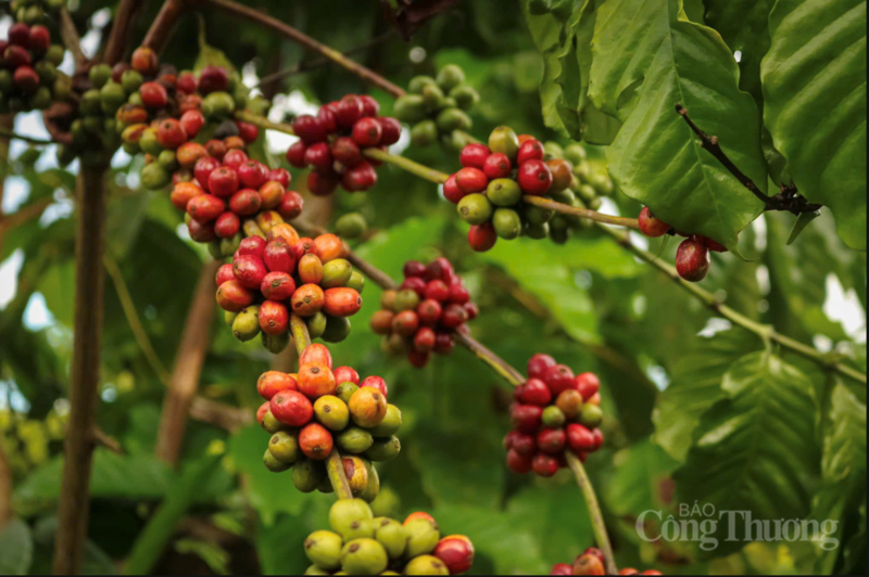 Vườn trồng cà phê tại Gia Lai
