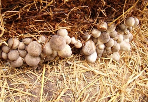 Giá nấm rơm tại Đồng bằng sông Cửu Long đã giảm 5.000 - 10.000 đồng/kg so với những tháng trước. Ảnh minh hoạ