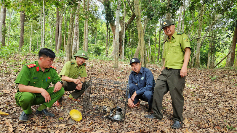 Lực lượng chức năng thả cá thể mèo rừng (Prionailurus bengalensis) về môi trường tự nhiên. Ảnh: ĐVCC