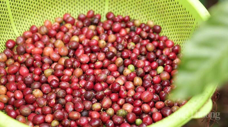 Giá cà phê Arabica kỳ hạn tháng 9 tăng 1,68% lên 6.124,4 USD/tấn, trong khi giá cà phê Robusta giảm 1,74%, xuống còn 3.560 USD/tấn.
