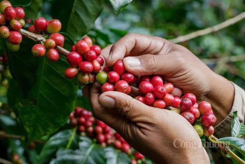 Giá cà phê Arabica tăng gần 16,2% lên 7.715 USD/tấn, mức cao nhất trong 5,5 tháng