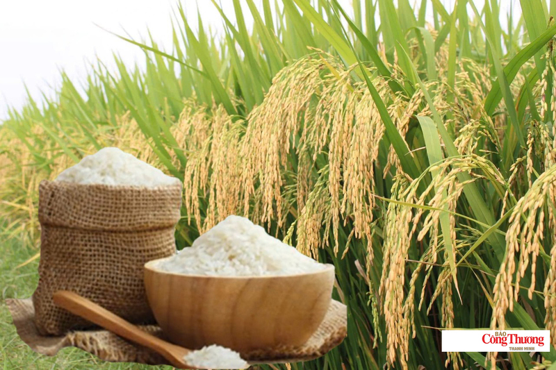 Giá lúa gạo hôm nay ngày 14/7/2026: Lúa tươi đồng loạt tăng mạnh.