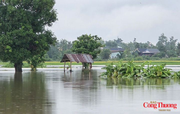 Gia Lai: Mưa lớn kéo dài, ruộng đồng, nhà dân chìm trong biển nước - 8