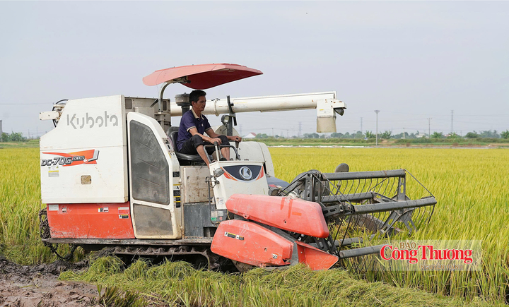 Thu hoạch lúa gạo giảm phát thải tại xã Tân An, thành phố Hải Phòng.