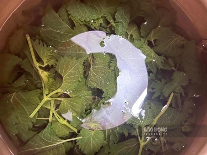 Cách làm nước lá tía tô hỗ trợ hạ axit uric, người bệnh gout nên dùng