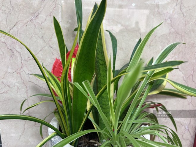 4 loại cây nên trồng trong nhà, vừa đẹp vừa hợp nơi ẩm ướt